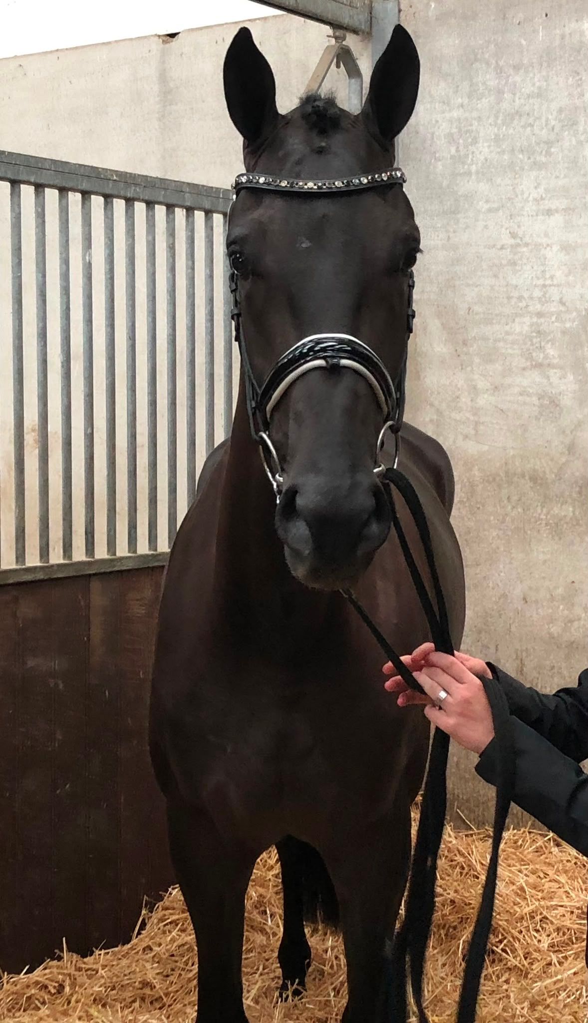 kwpn dressuurpaard merrie 10 years old zwart for sale - Photo 5