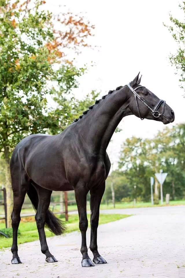 kwpn dressuurpaard merrie 10 years old zwart for sale - Photo 6