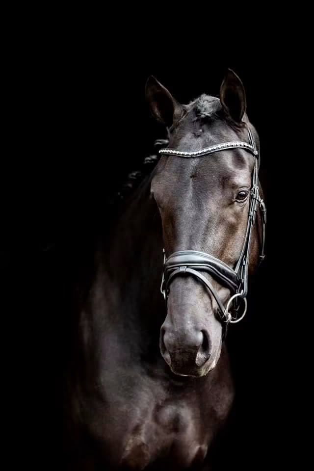 Eyecatcher v Zonik