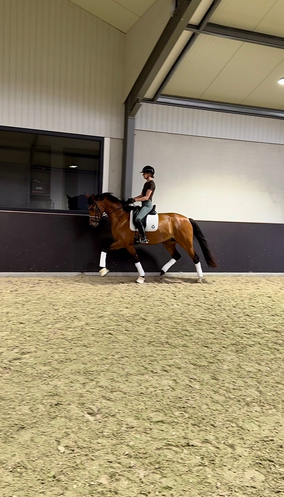 Sweet and well-behaved 4-year-old mare