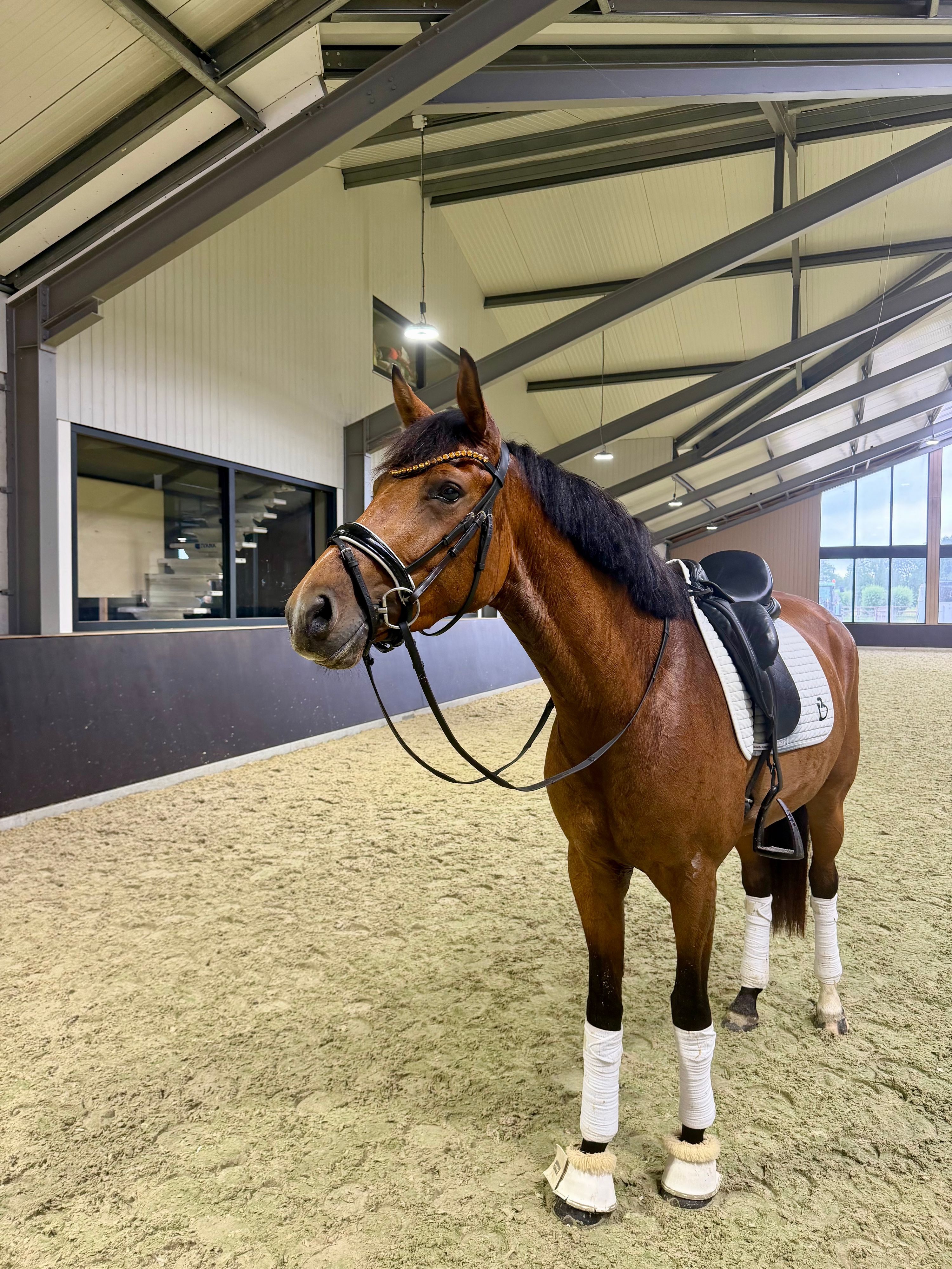 oldenburg allrounder merrie 4 years old donkerbruin for sale - Photo 2