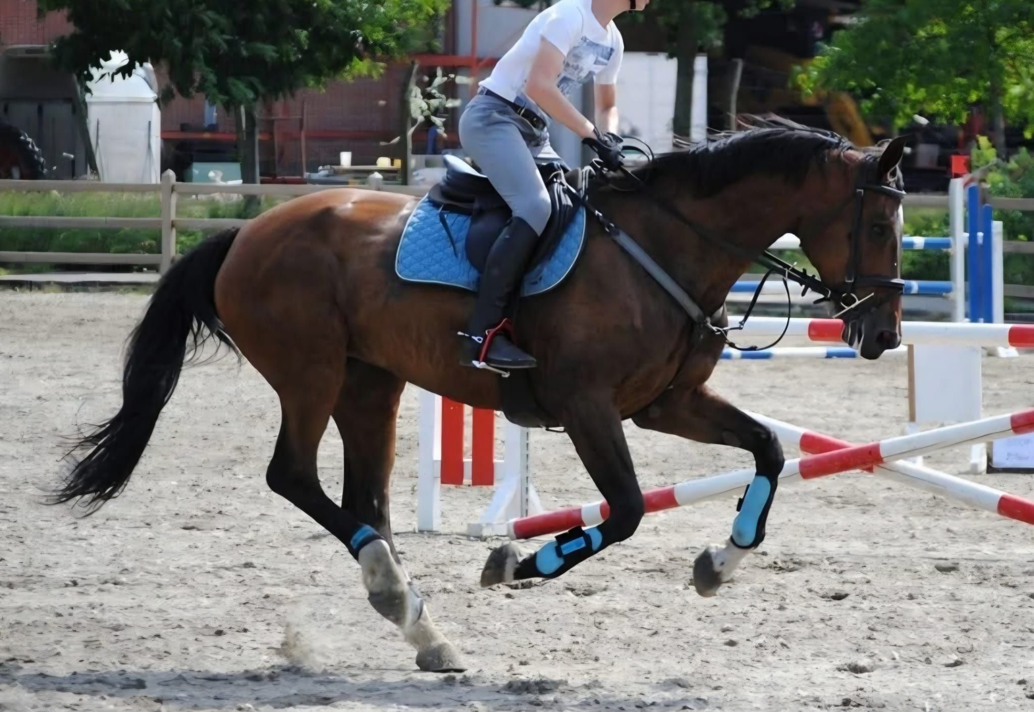 kwpn springpaard merrie 20 vuotta bruin myytävänä - Kuva 2