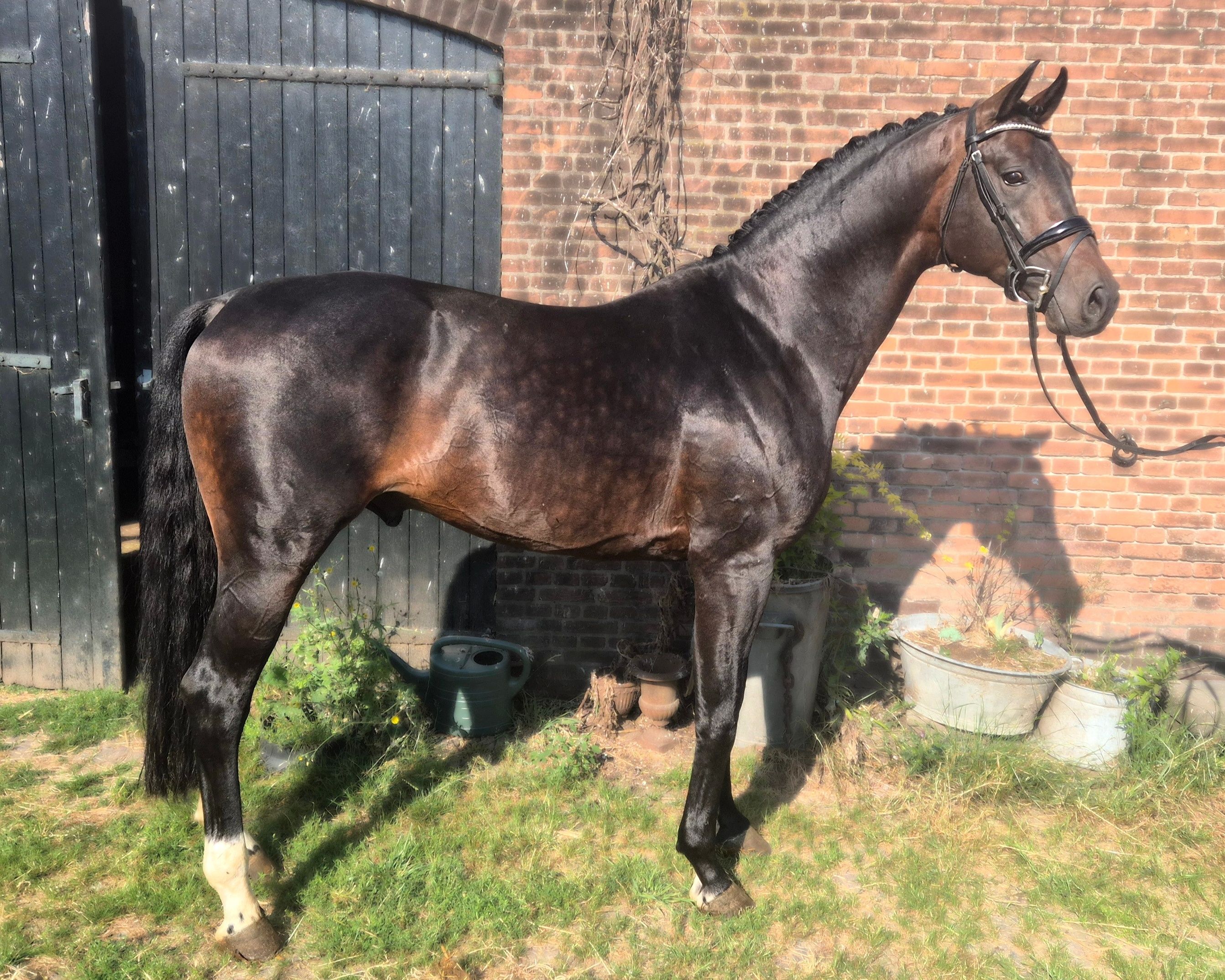kwpn dressuurpaard hengst 6 years old donkerbruin for sale - Photo 2