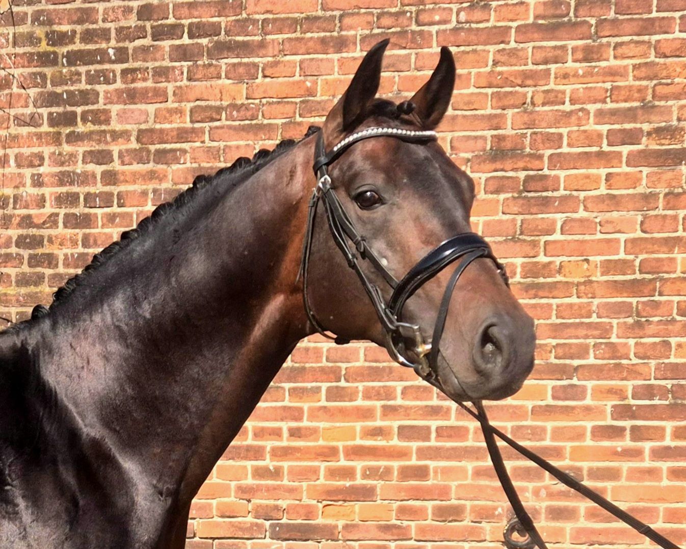kwpn dressuurpaard hengst 6 years old donkerbruin for sale - Photo 5