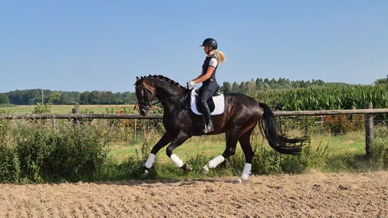 kwpn dressuurpaard hengst 6 years old donkerbruin for sale - Photo 3