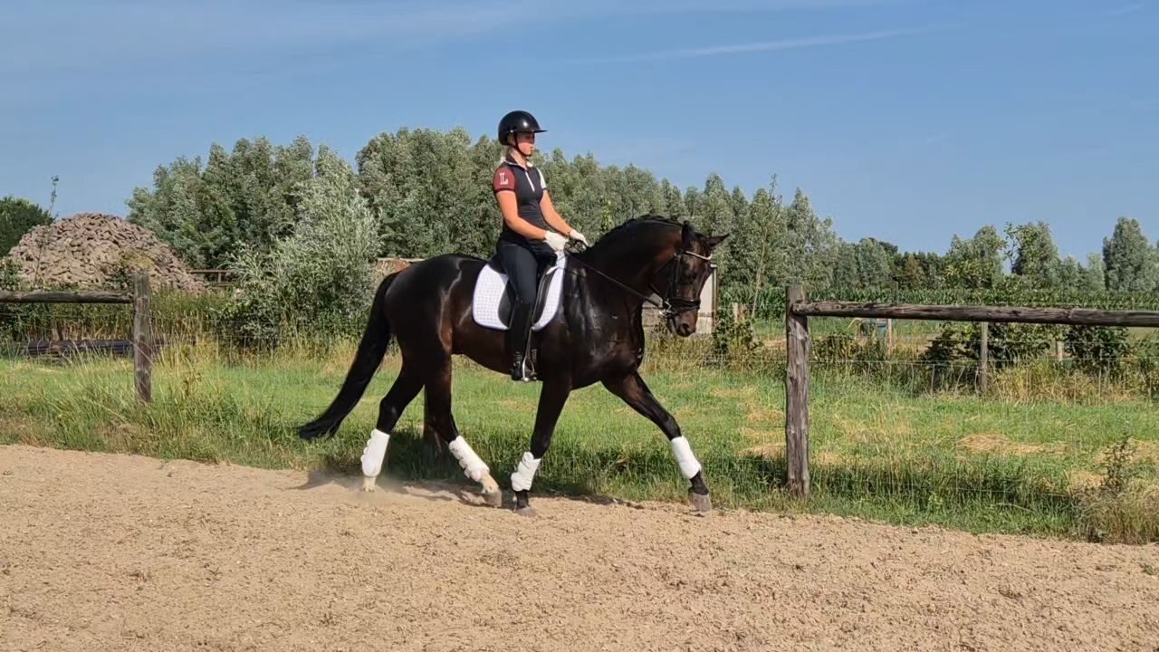 kwpn dressuurpaard hengst 6 years old donkerbruin for sale - Photo 4