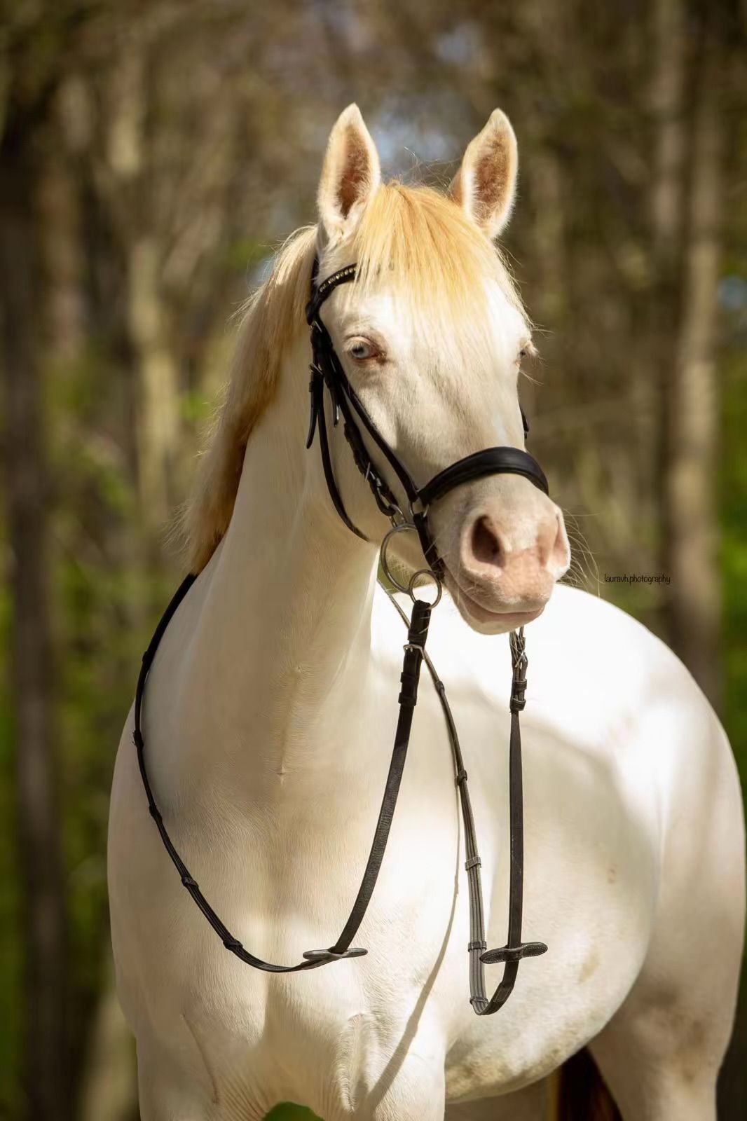 ⭐️Allround D-pony for sale!⭐️