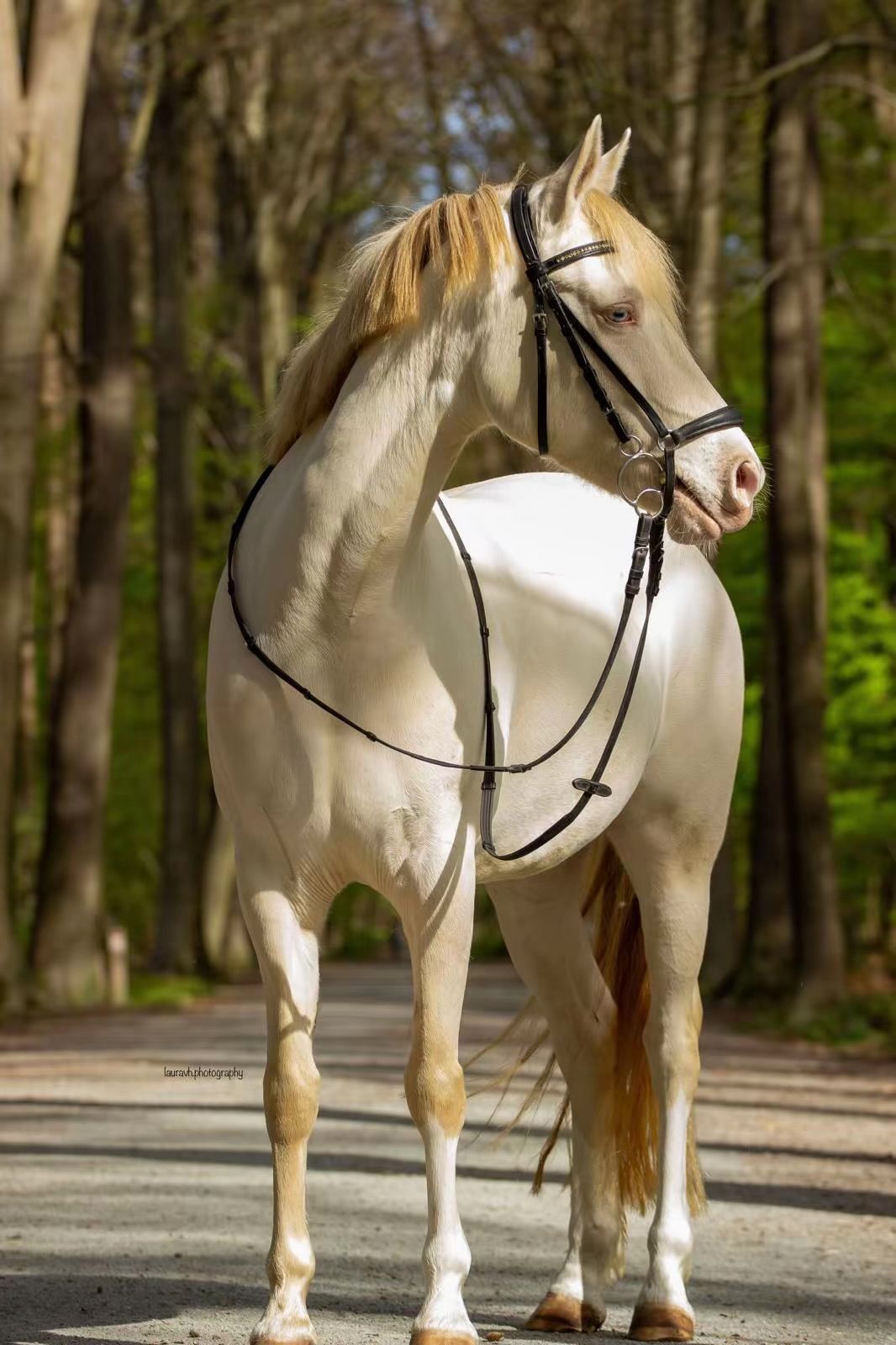 anglo-europees dressuurpony merrie 9 jaar andere-kleur te koop - Foto 3