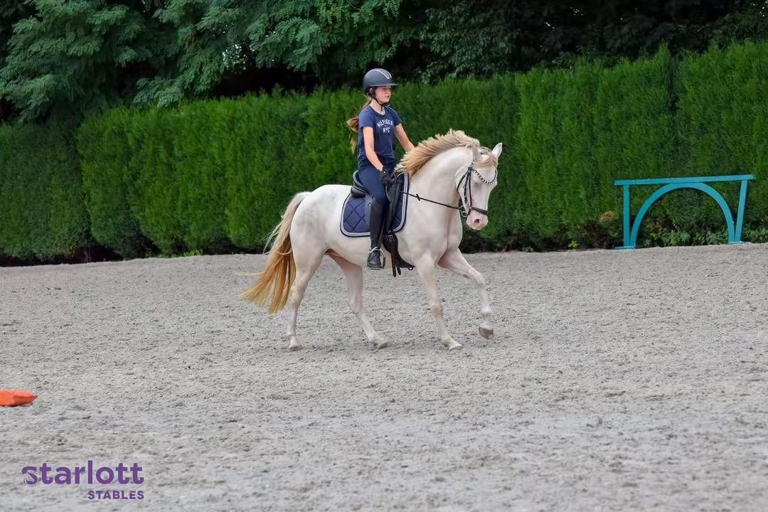 anglo-europees dressuurpony merrie 9 jaar andere-kleur te koop - Foto 6