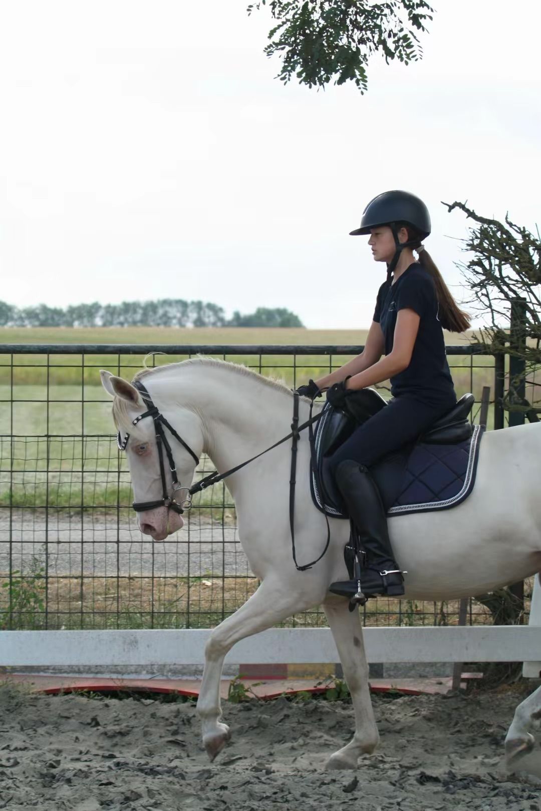 anglo-europees dressuurpony merrie 9 jaar andere-kleur te koop - Foto 5