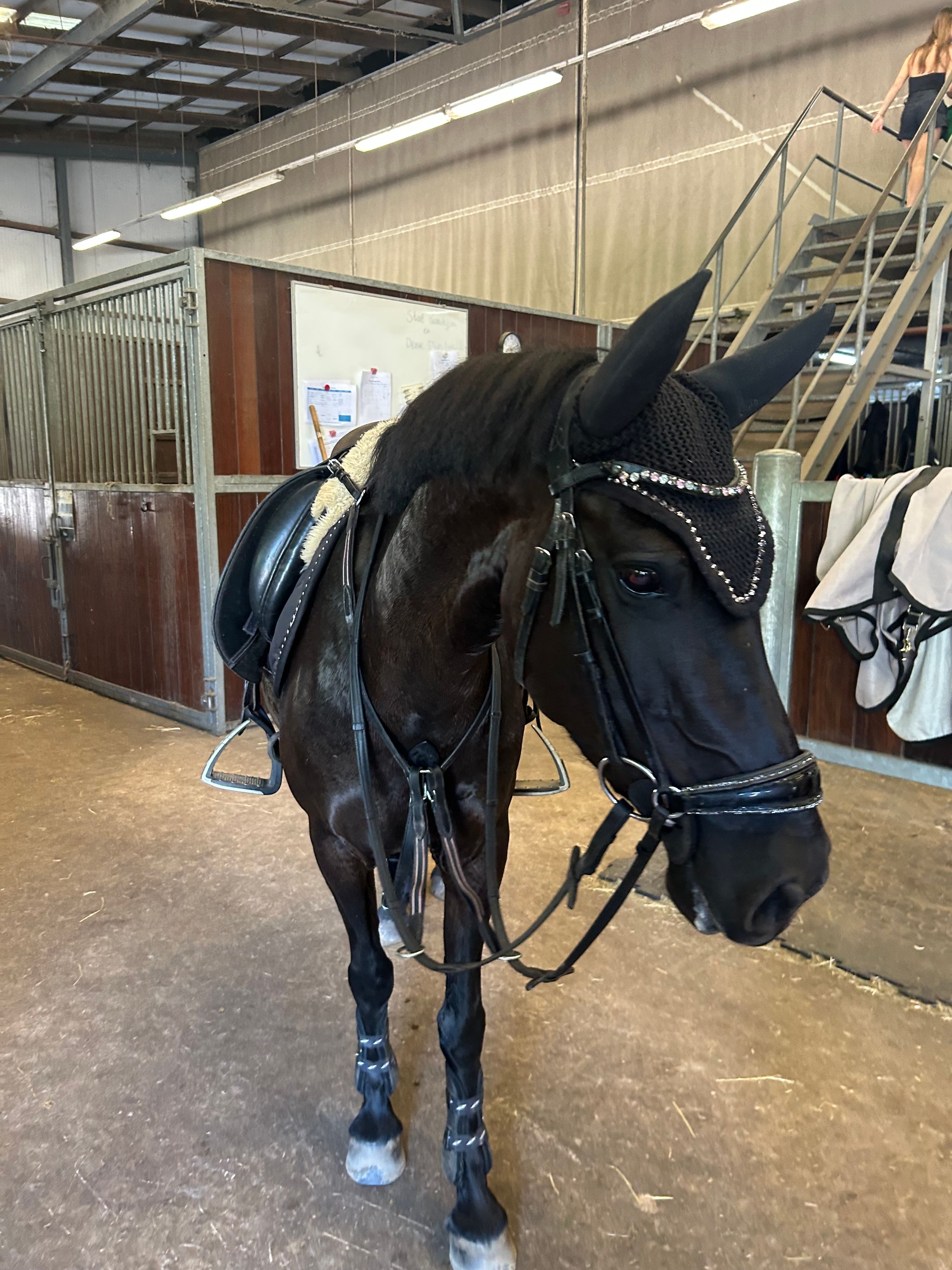 allround-pony merrie 10 jaar zwart te koop - Foto 4