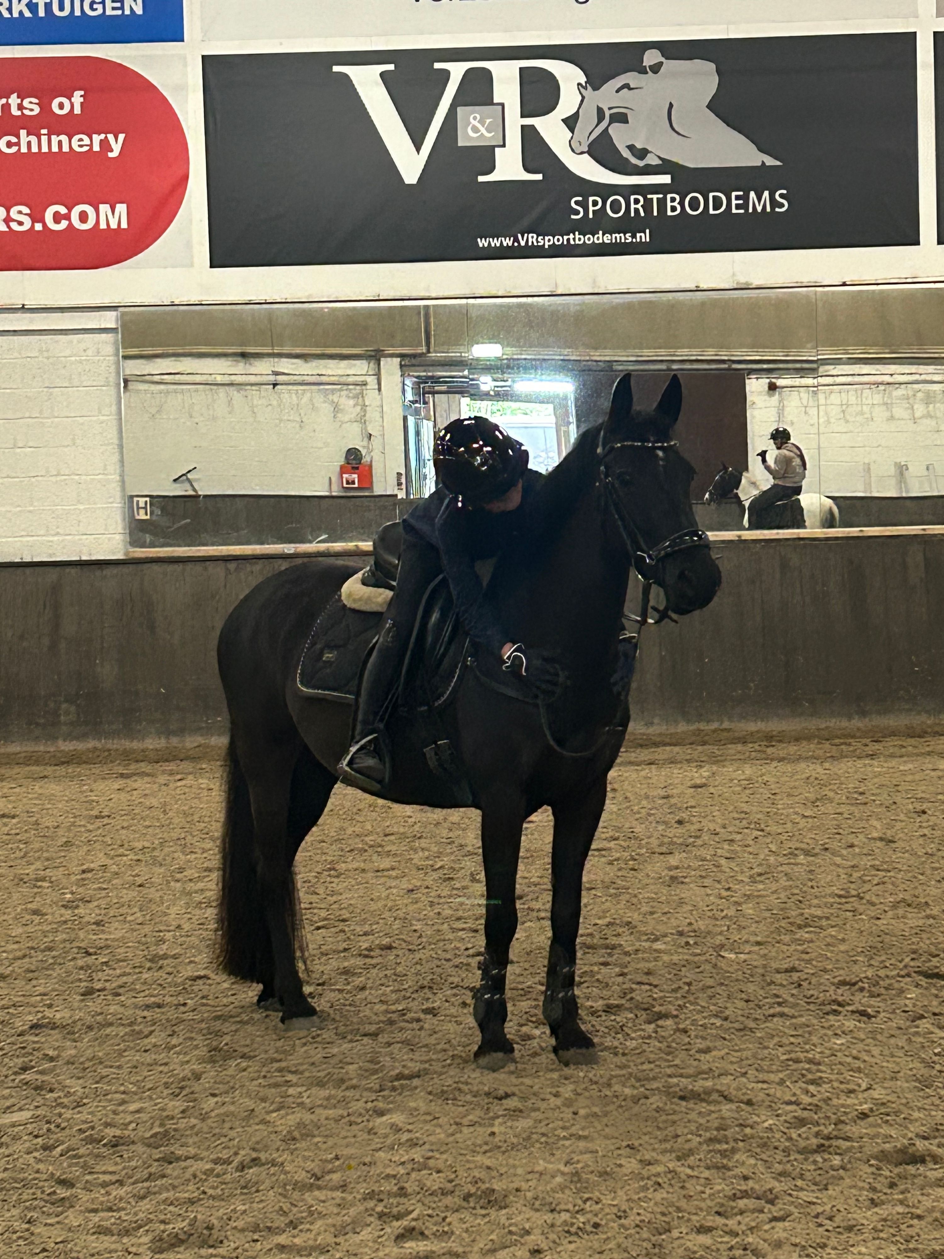 allround-pony merrie 10 jaar zwart te koop - Foto 6
