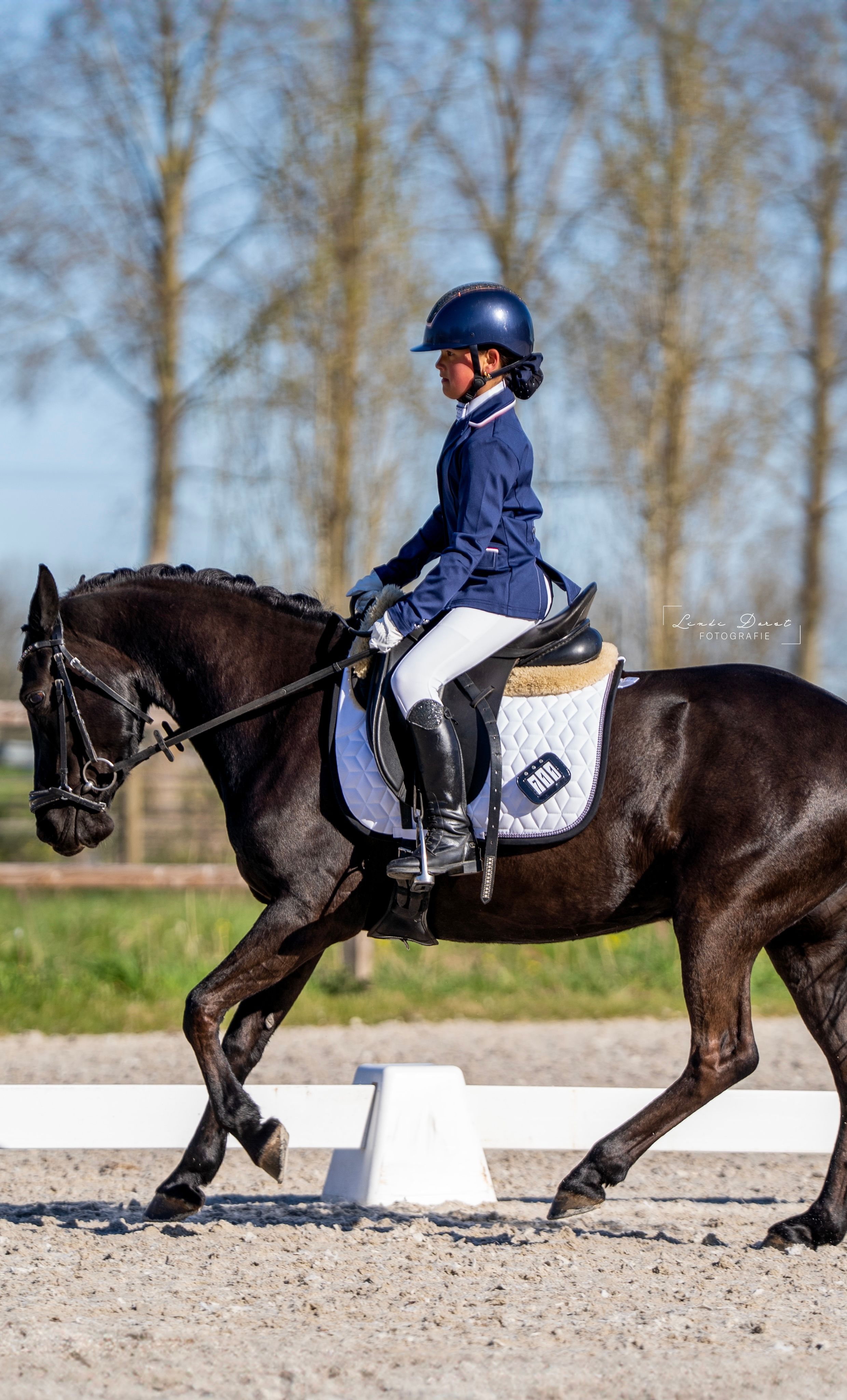 allround-pony merrie 10 jaar zwart te koop - Foto 3
