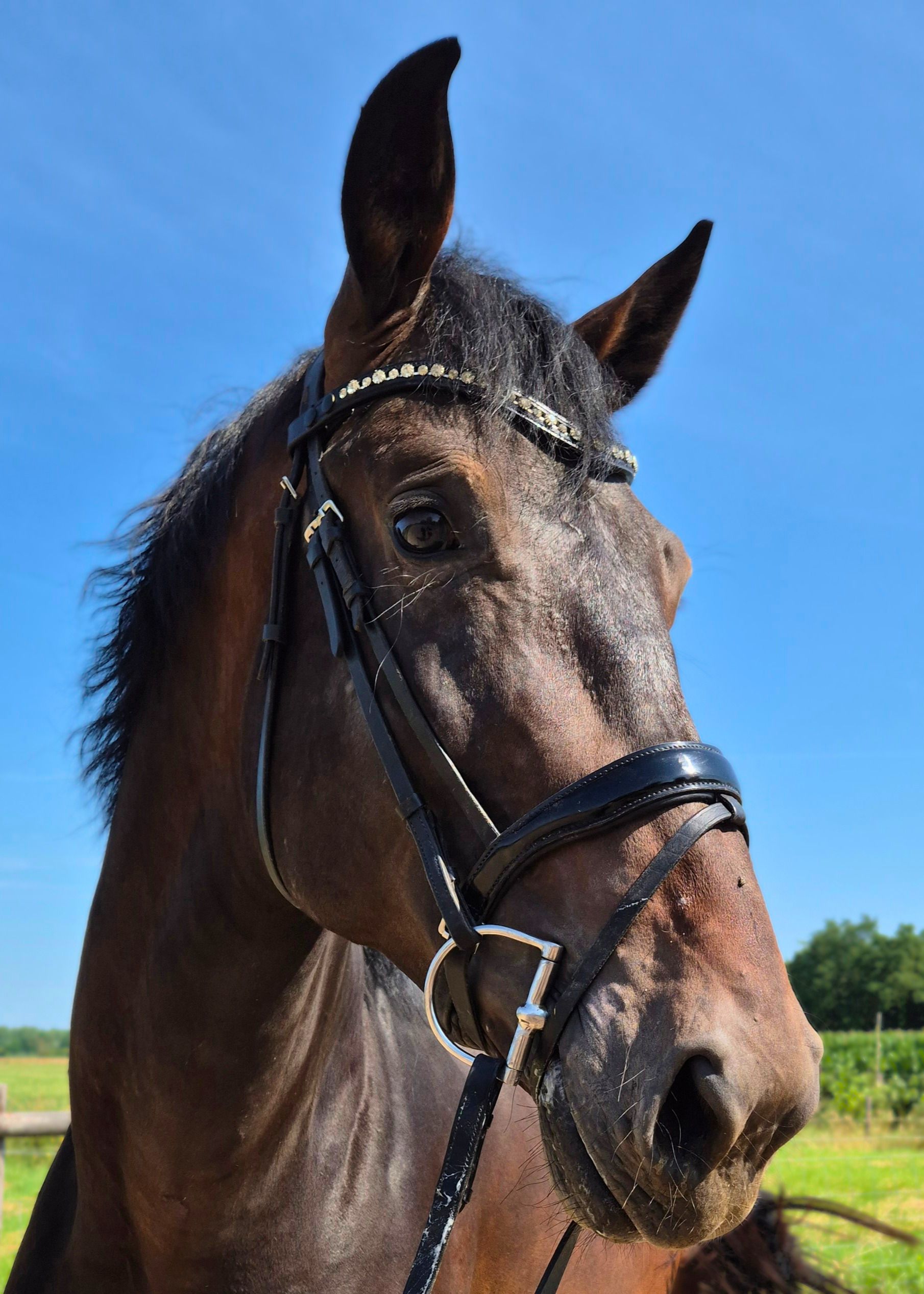 kwpn dressuurpaard hengst 4 years old donkerbruin for sale - Photo 2