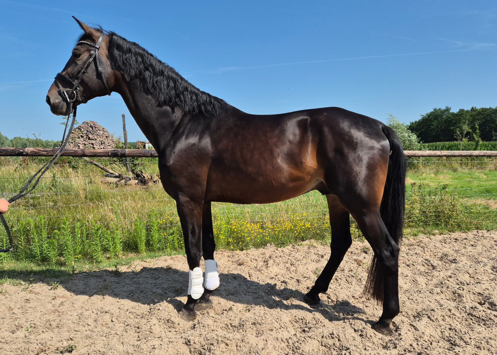 kwpn dressuurpaard hengst 4 years old donkerbruin for sale - Photo 3