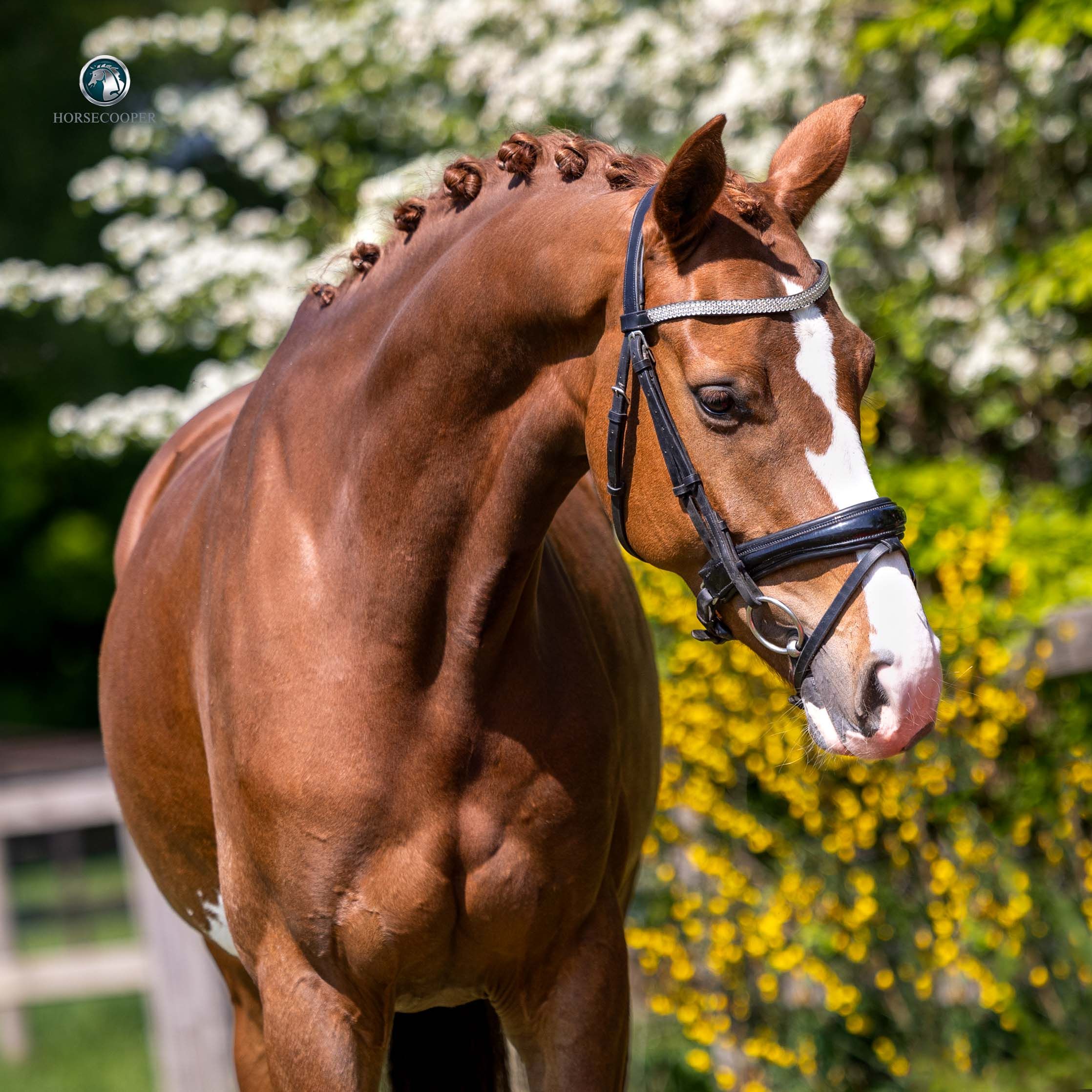 5-year-old unique dressage mare