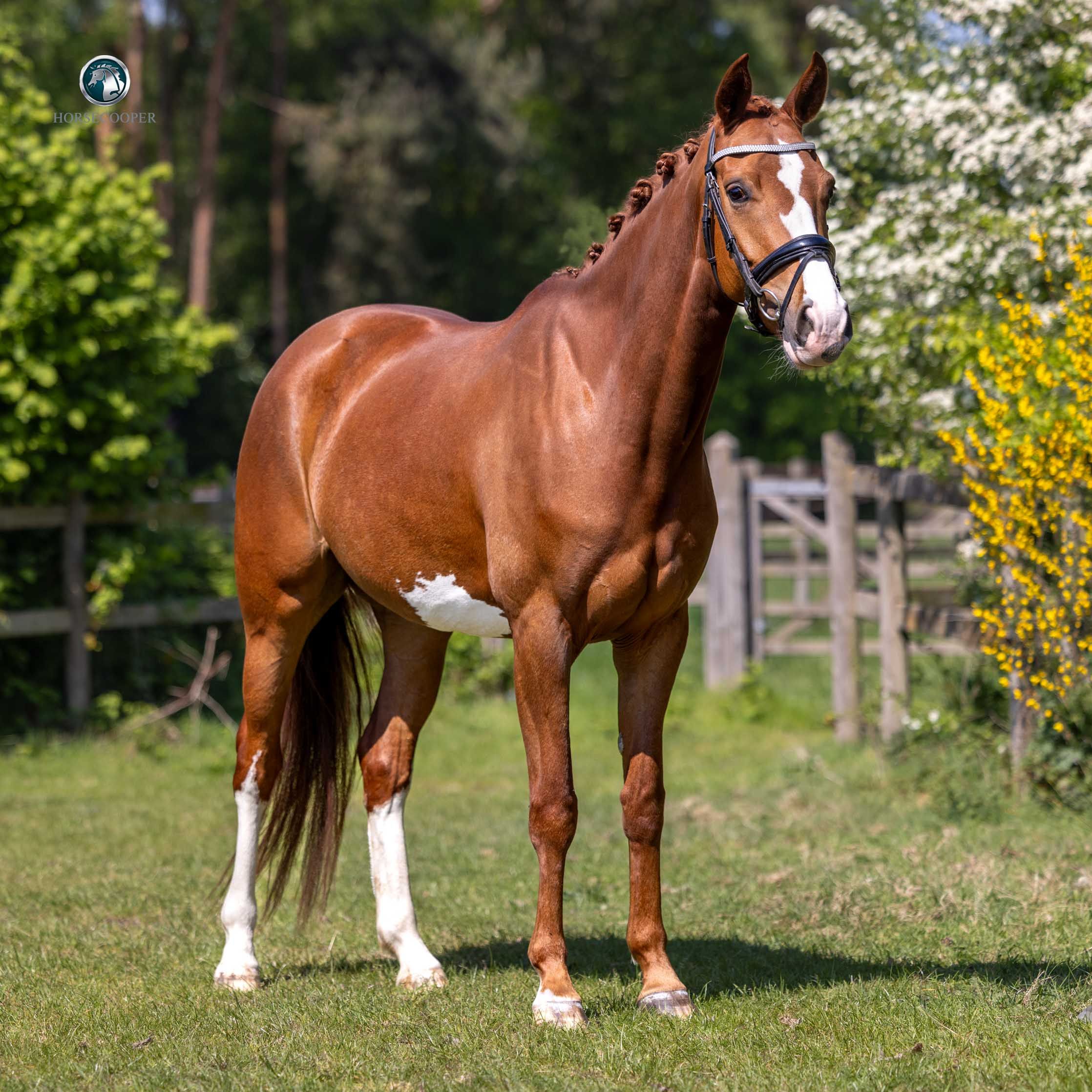 bwp dressuurpaard hengst 5 ans vos à vendre - Photo 3