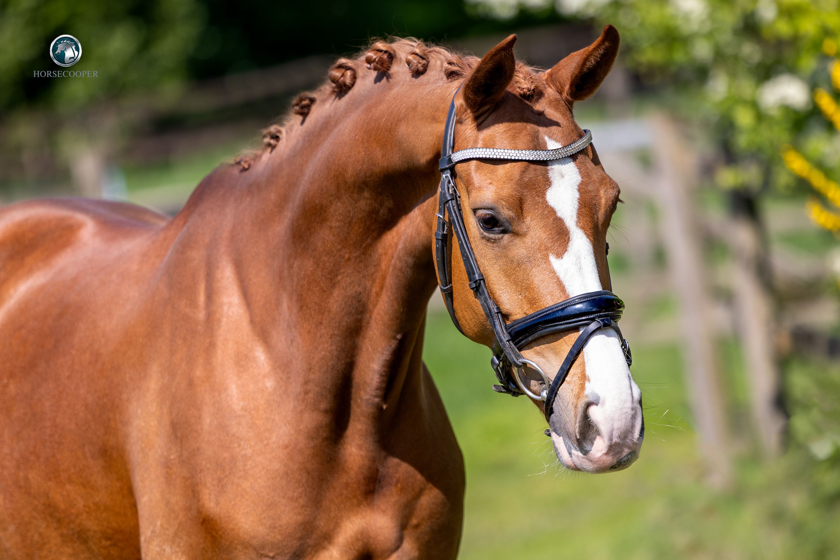 bwp dressuurpaard hengst 5 ans vos à vendre - Photo 2
