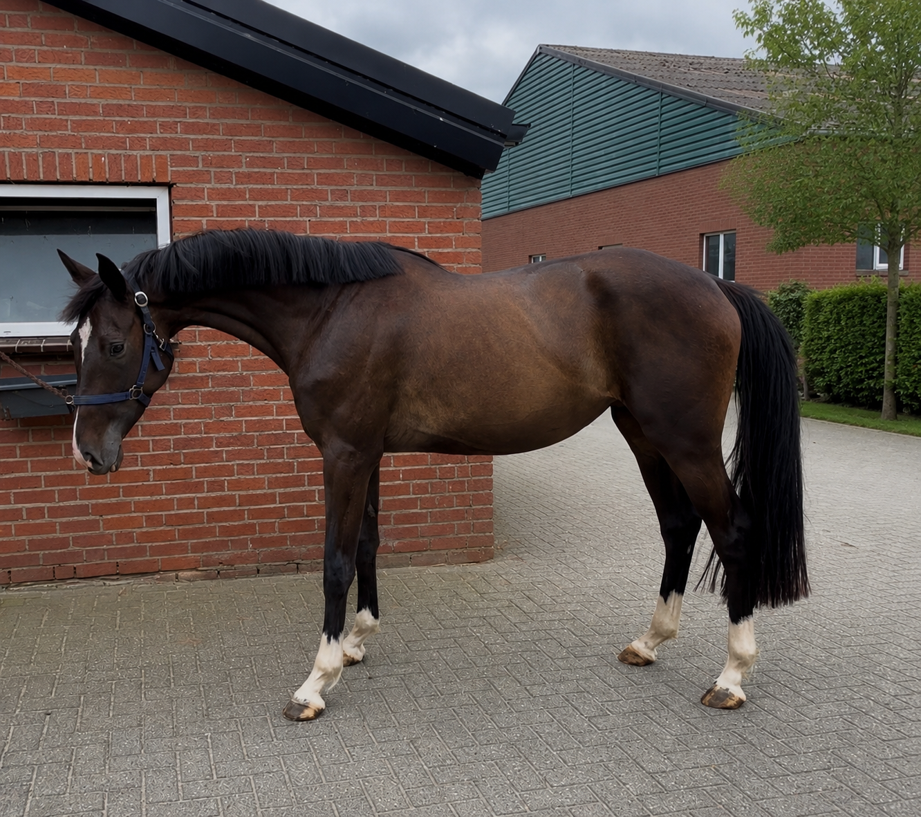 Very eye-catching 4-year-old mare