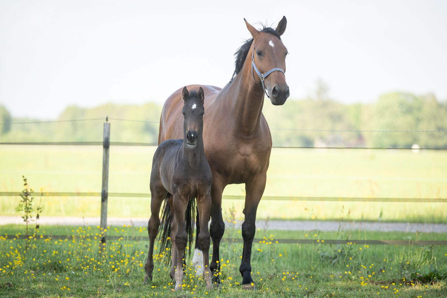 kwpn dressuurpaard hengst 0 years old donkerbruin for sale - Main photo
