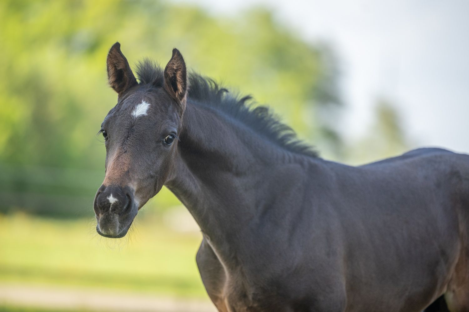 kwpn dressuurpaard hengst 0 years old donkerbruin for sale - Photo 2