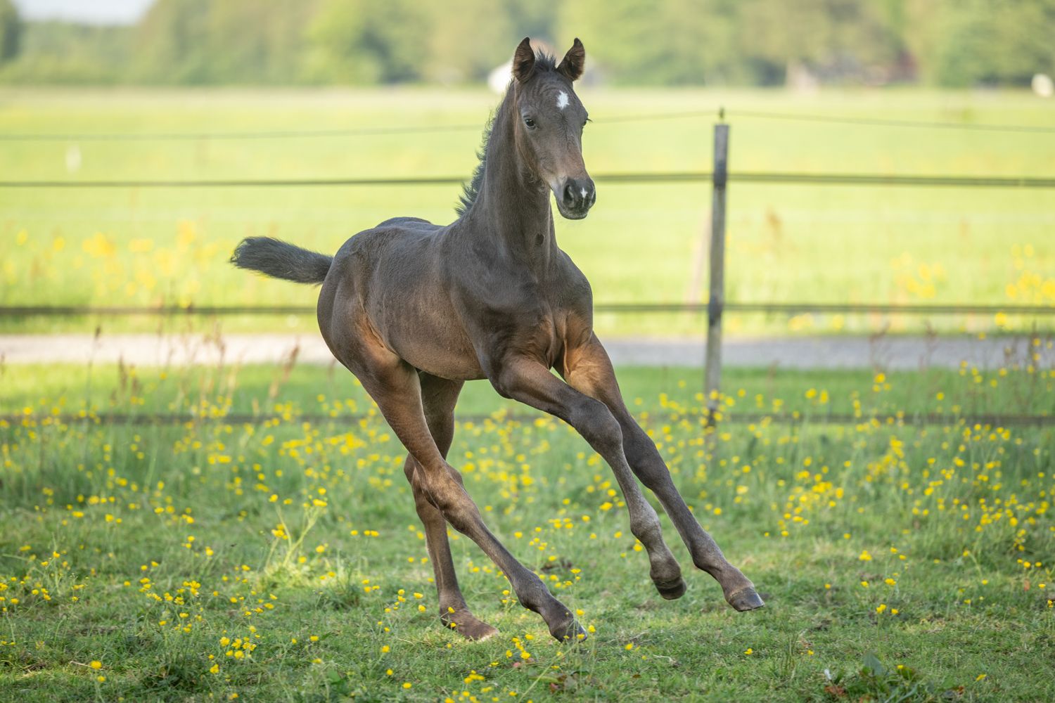 kwpn dressuurpaard hengst 0 years old donkerbruin for sale - Photo 5