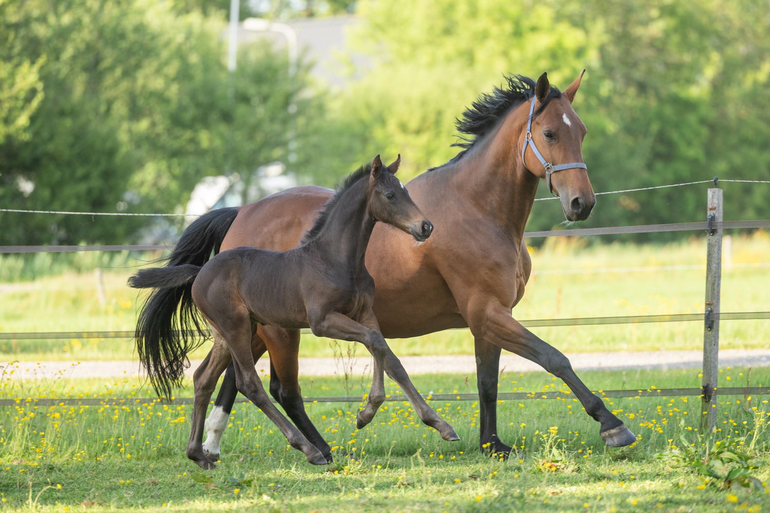 kwpn dressuurpaard hengst 0 years old donkerbruin for sale - Photo 4