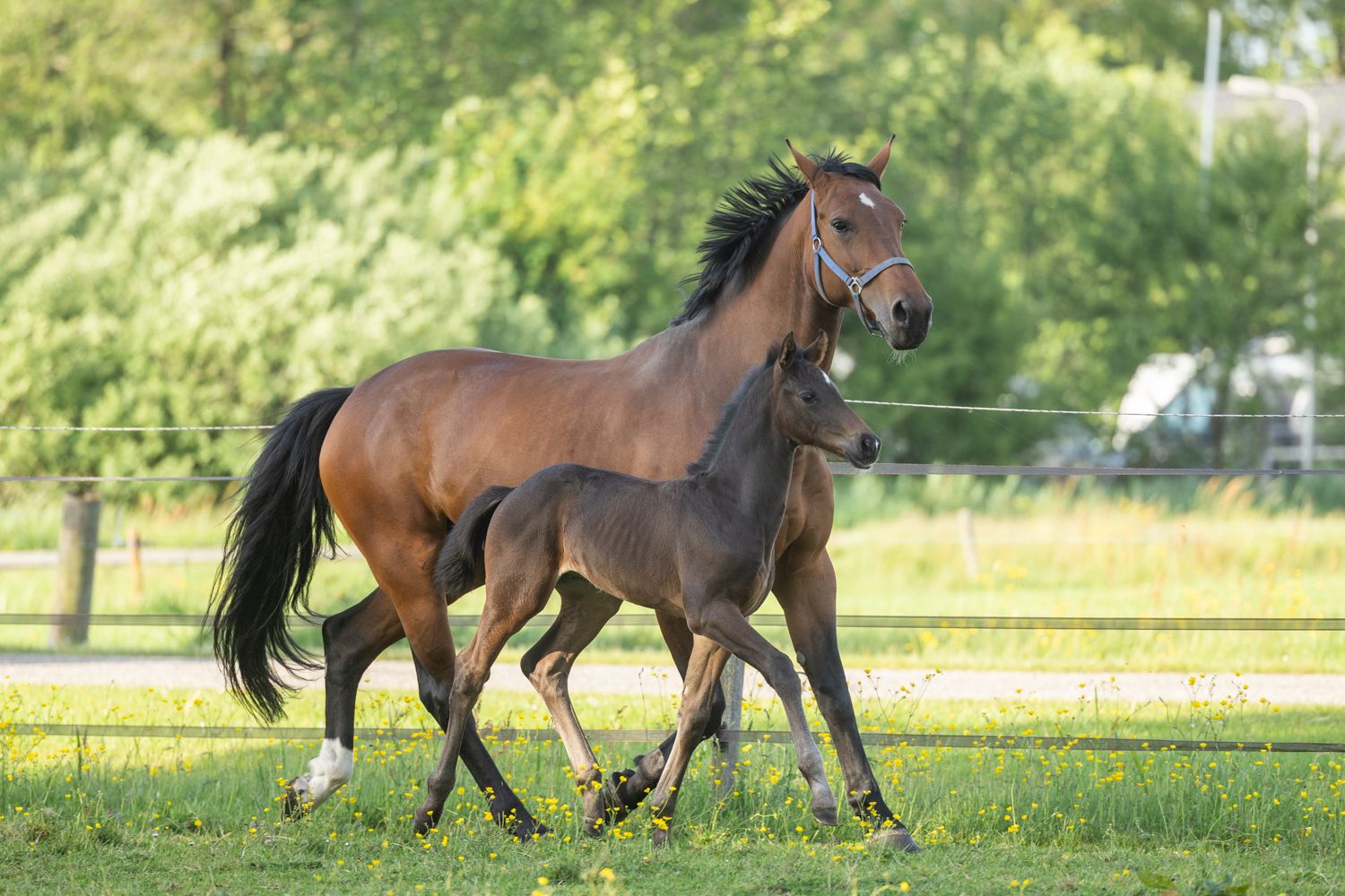 kwpn dressuurpaard hengst 0 years old donkerbruin for sale - Photo 3