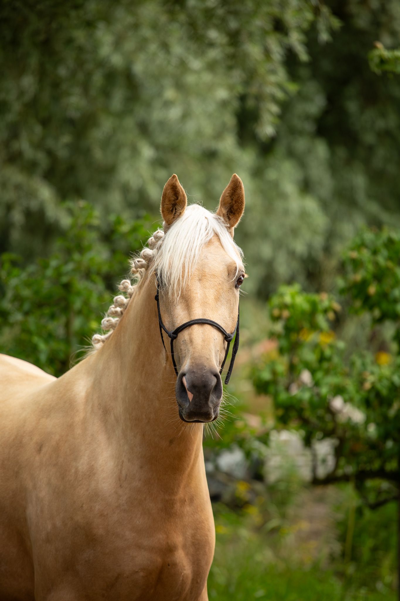 3-year-old talented palomino mare by Edmundo