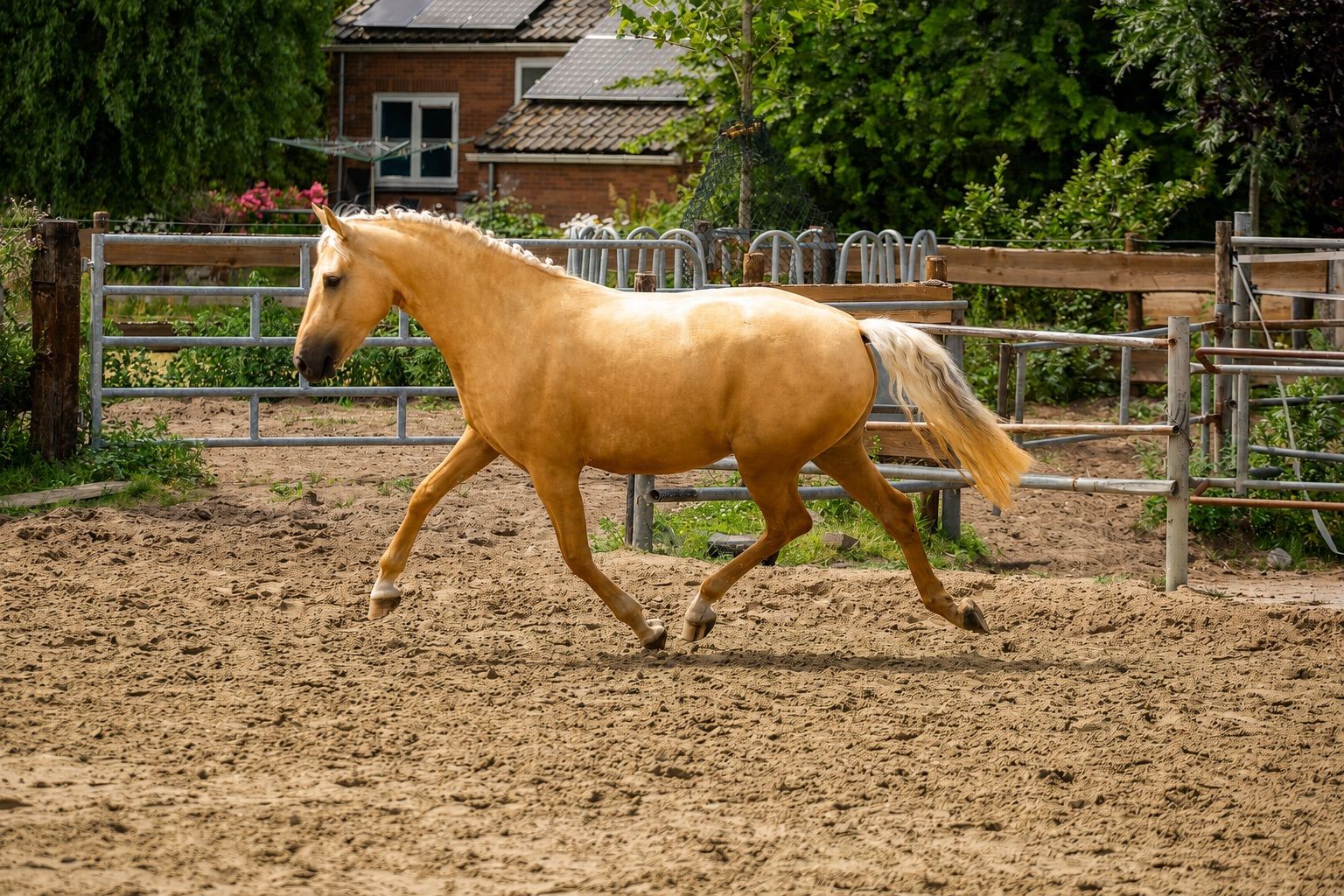 anglo-europees allrounder merrie 3 岁 palomino 出售 - 照片 6