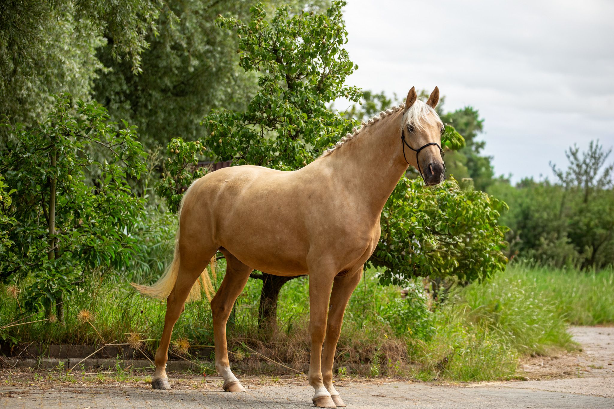 anglo-europees allrounder merrie 3 岁 palomino 出售 - 照片 2