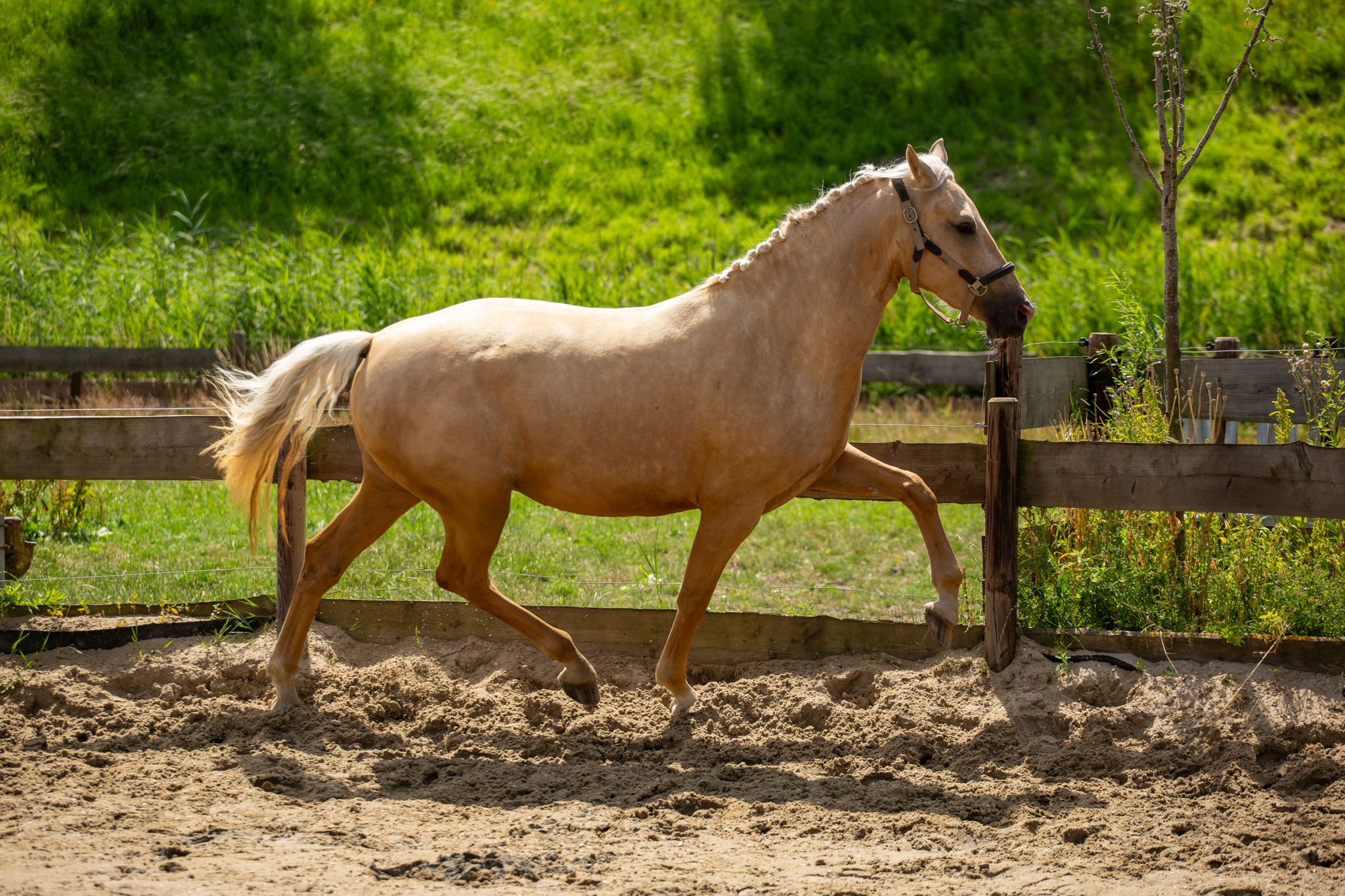 anglo-europees allrounder merrie 3 岁 palomino 出售 - 照片 4
