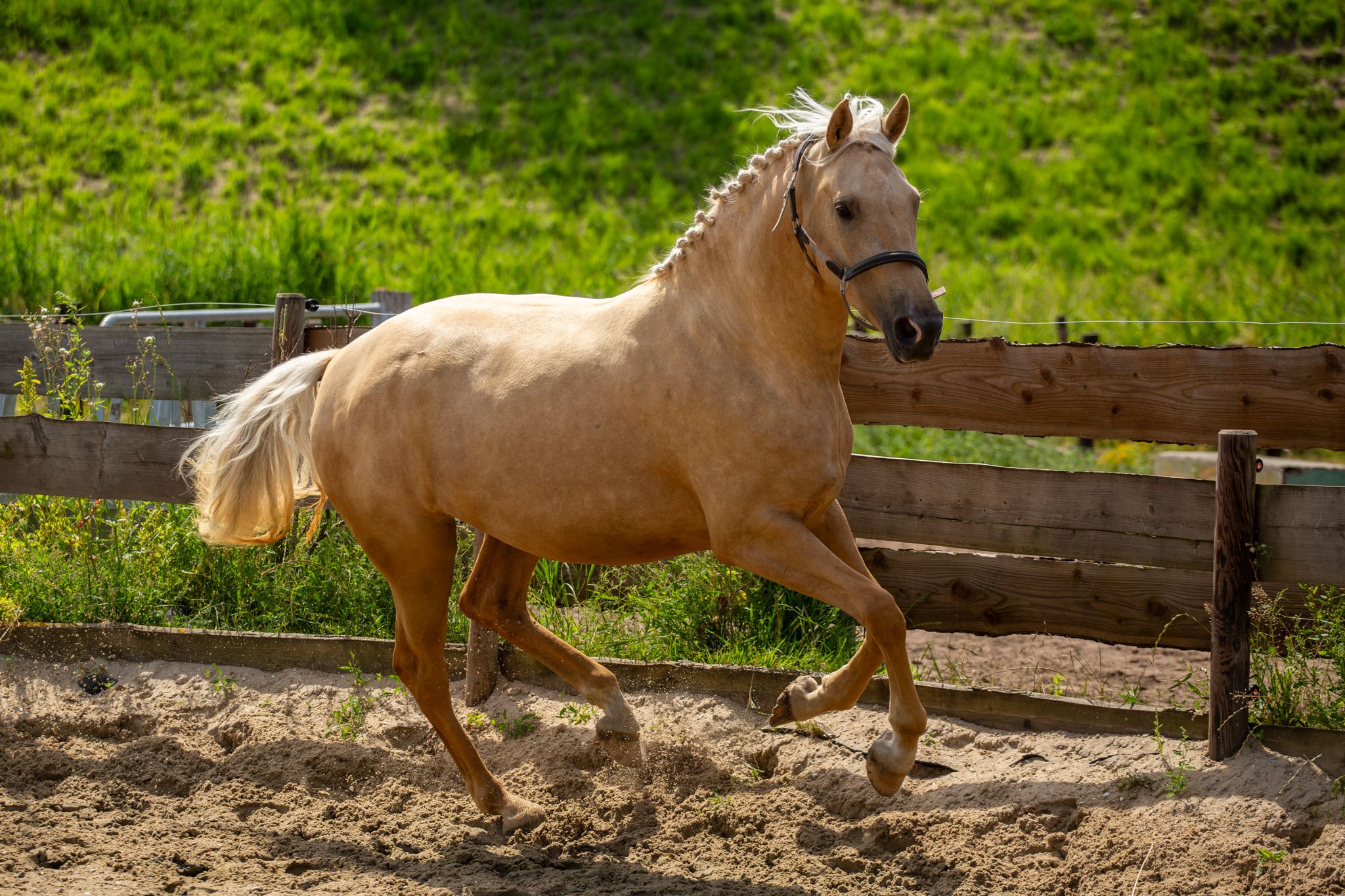 anglo-europees allrounder merrie 3 岁 palomino 出售 - 照片 5