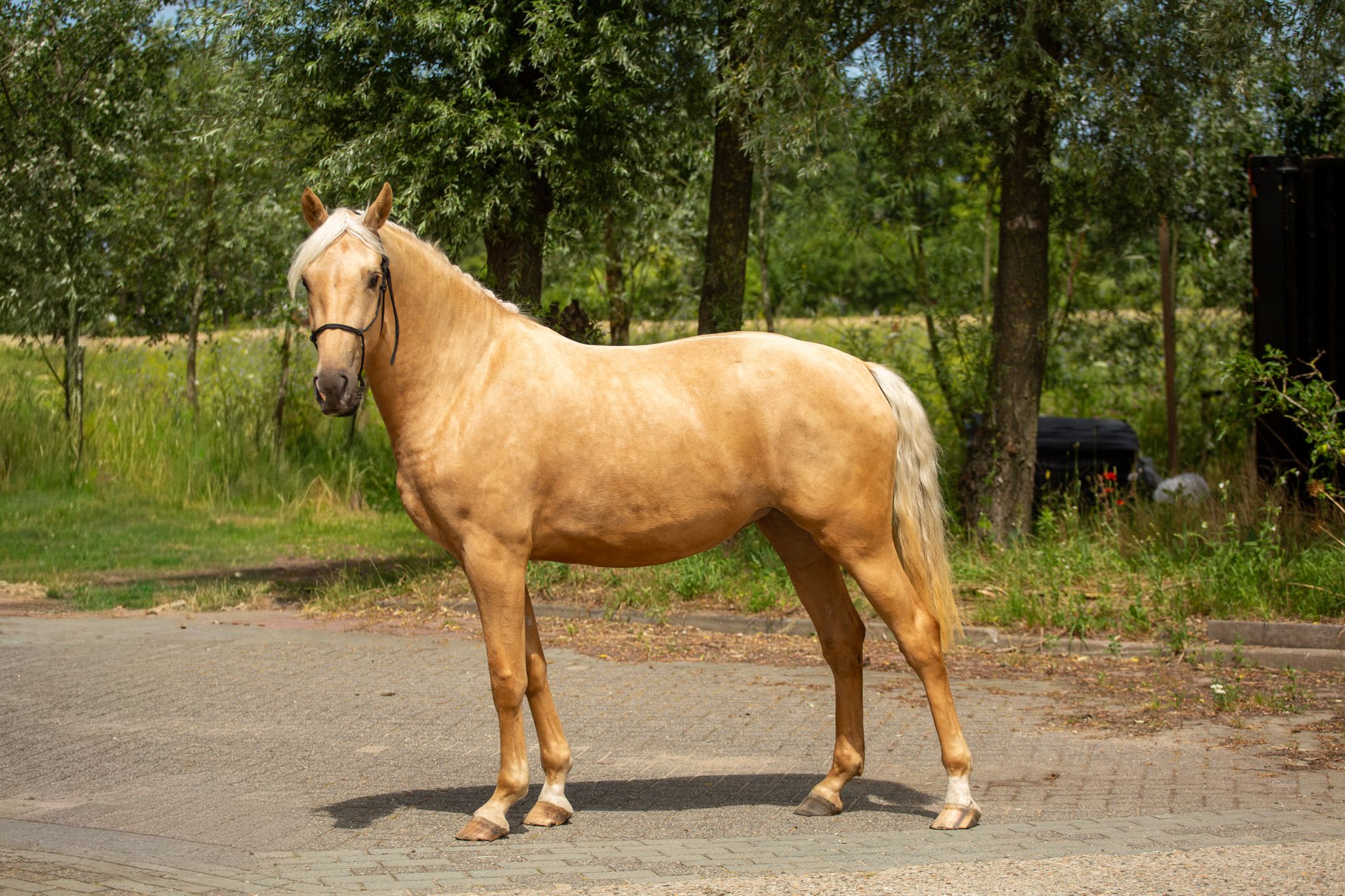 anglo-europees allrounder merrie 3 岁 palomino 出售 - 照片 3