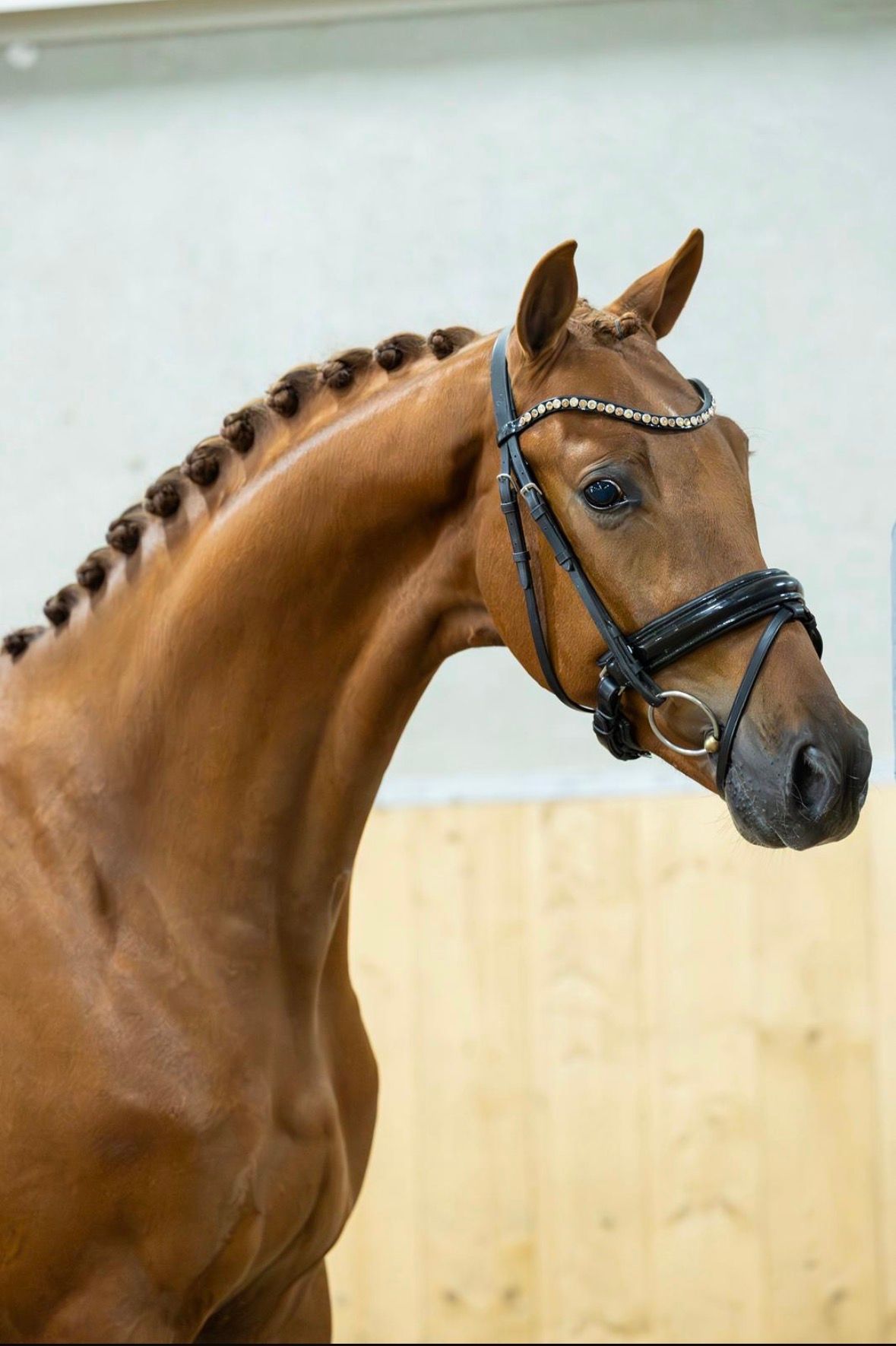 Speciell 3-årig valack e. Dutch Dream
