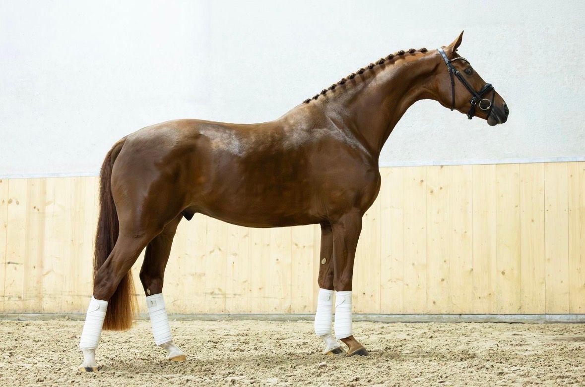 Snygg 4-årig KWPN dressyrvallak *videofilm vid lunge*