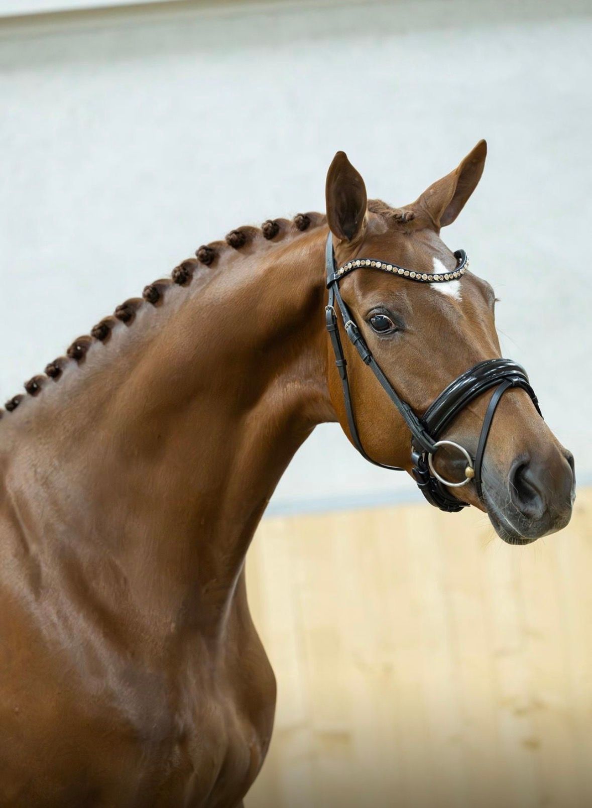 kwpn dressuurpaard ruin 4 jaar vos te koop - Foto 2