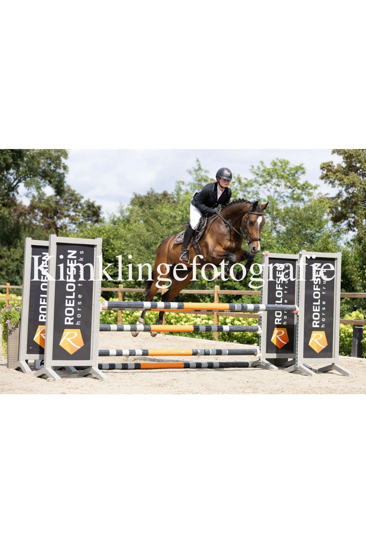 kwpn springpaard ruin 8 years old donkerbruin for sale - Main photo
