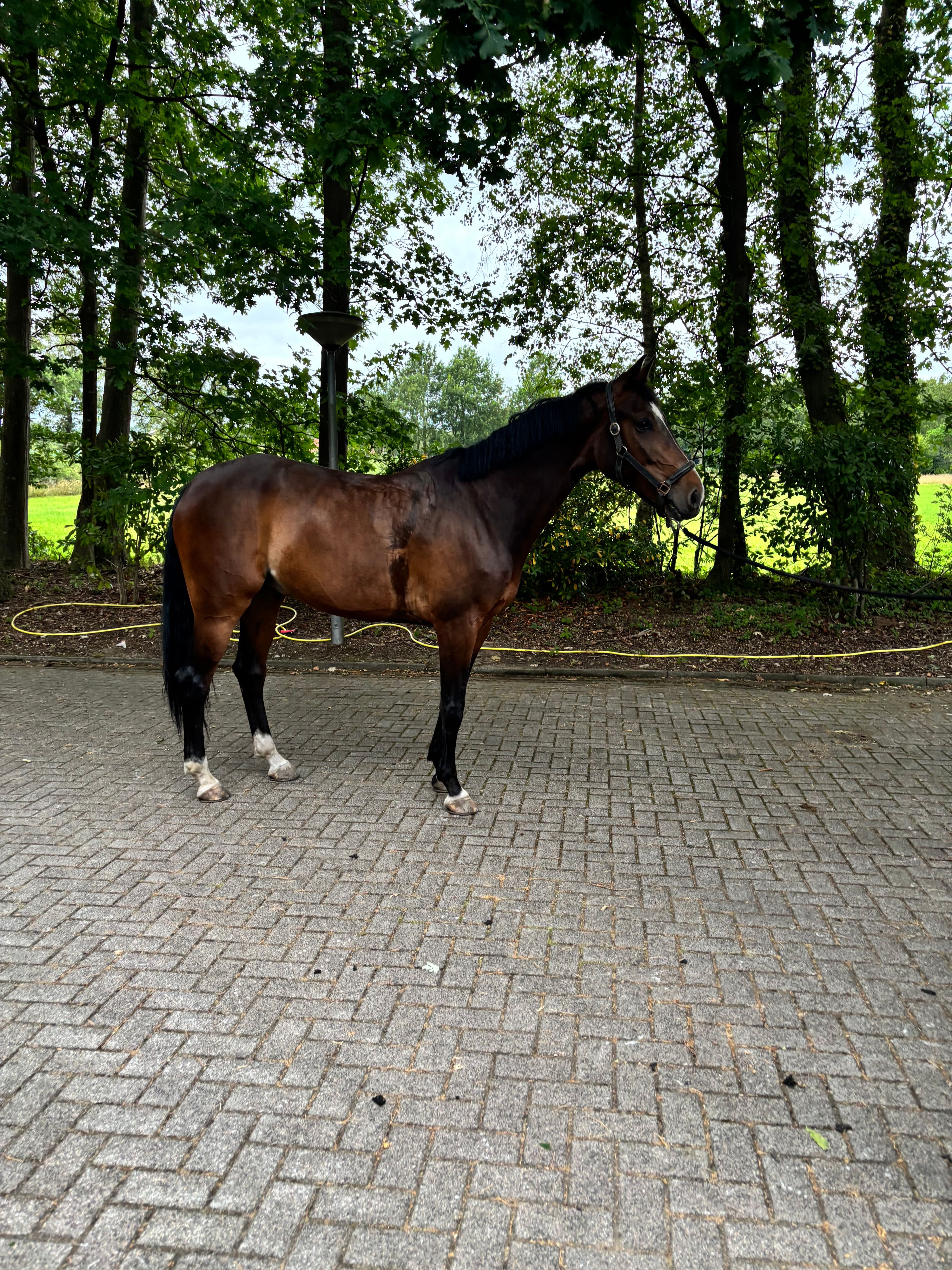 kwpn springpaard ruin 8 years old donkerbruin for sale - Photo 3