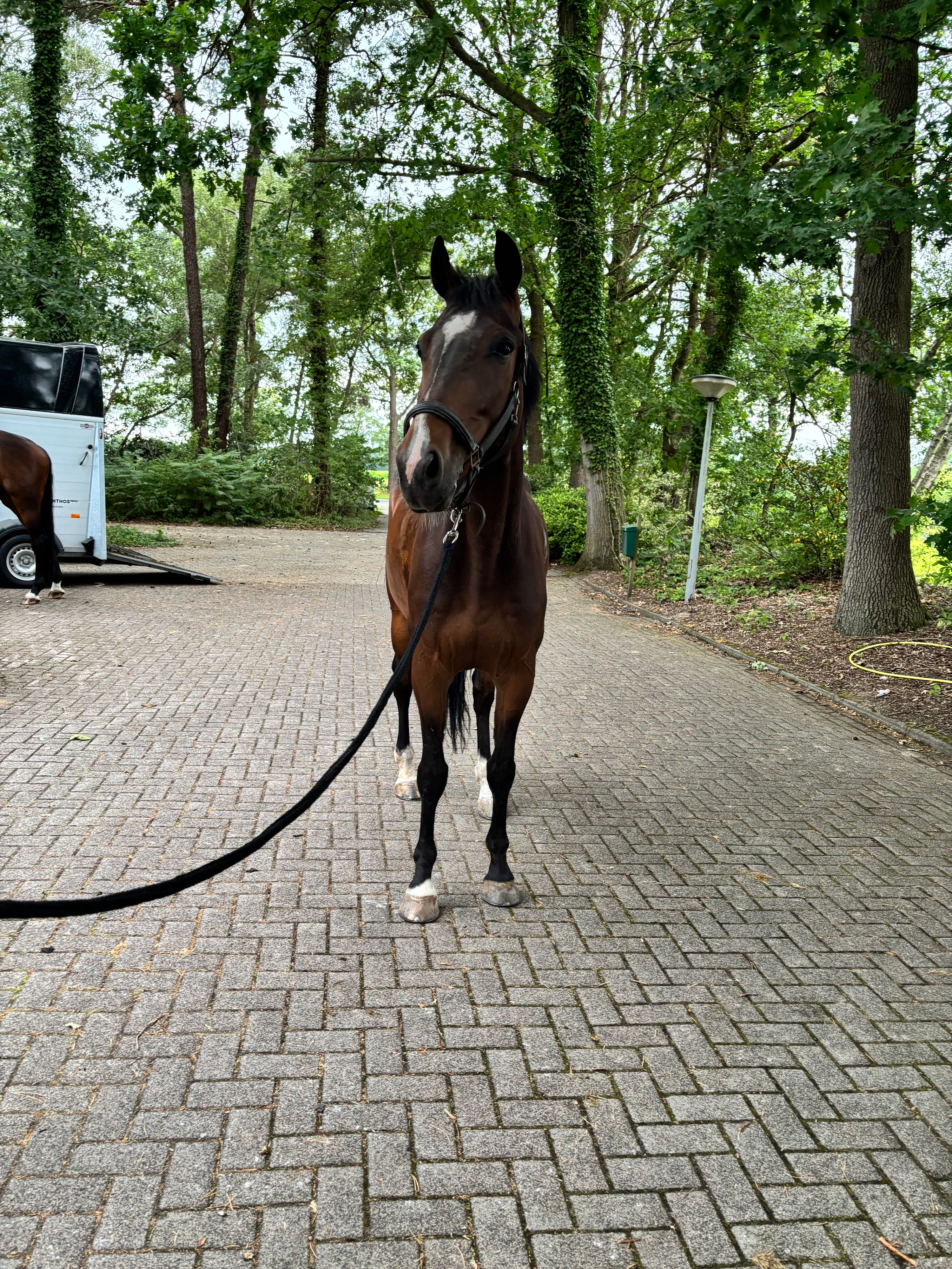kwpn springpaard ruin 8 years old donkerbruin for sale - Photo 5