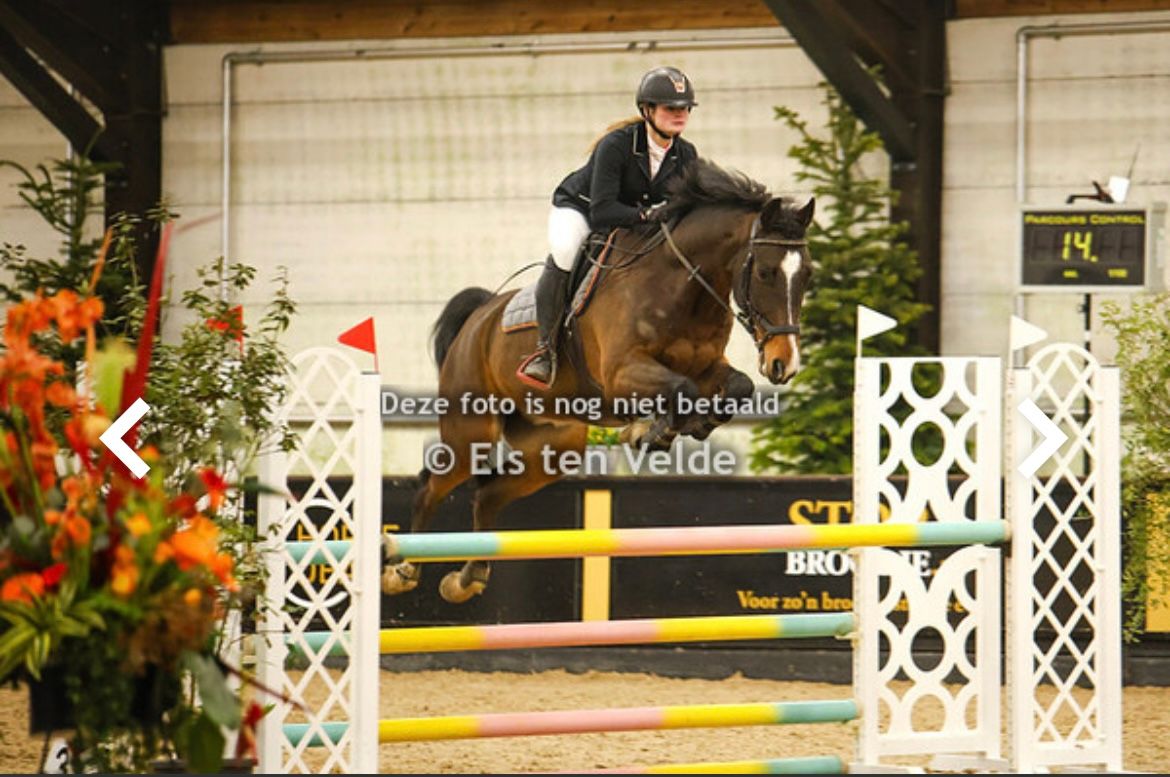 kwpn springpaard ruin 8 years old donkerbruin for sale - Photo 6