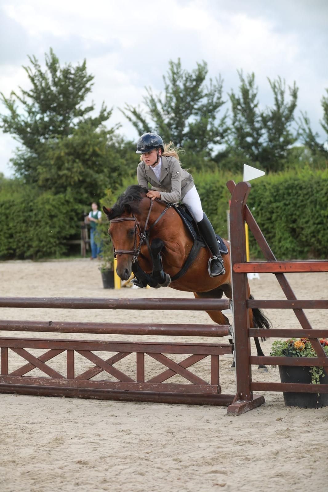 new-forest springpony merrie 7 years old bruin for sale - Photo 2