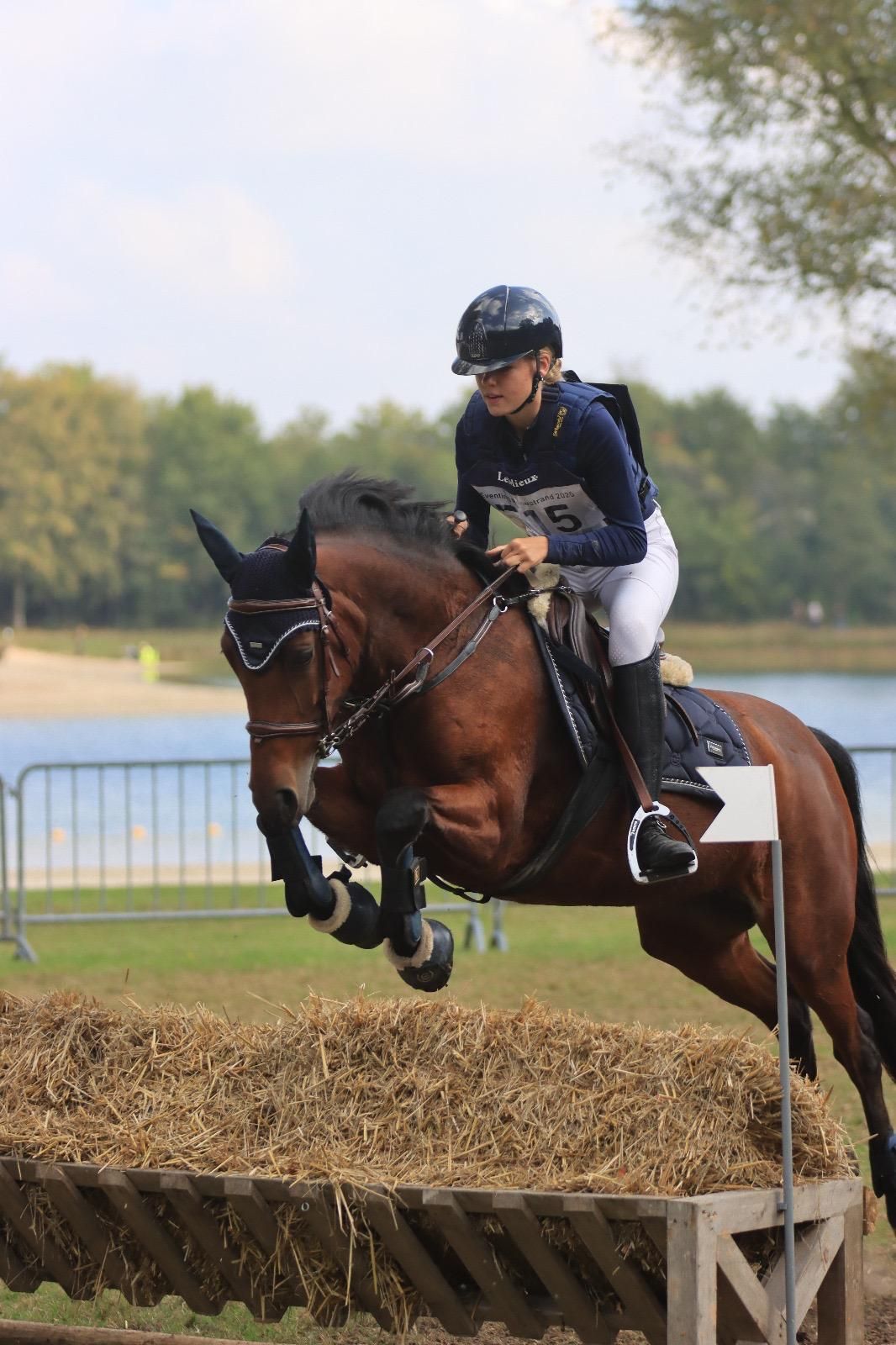 new-forest springpony merrie 7 years old bruin for sale - Photo 3