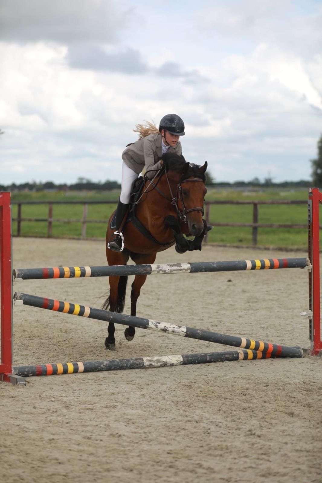 new-forest springpony merrie 7 years old bruin for sale - Photo 4