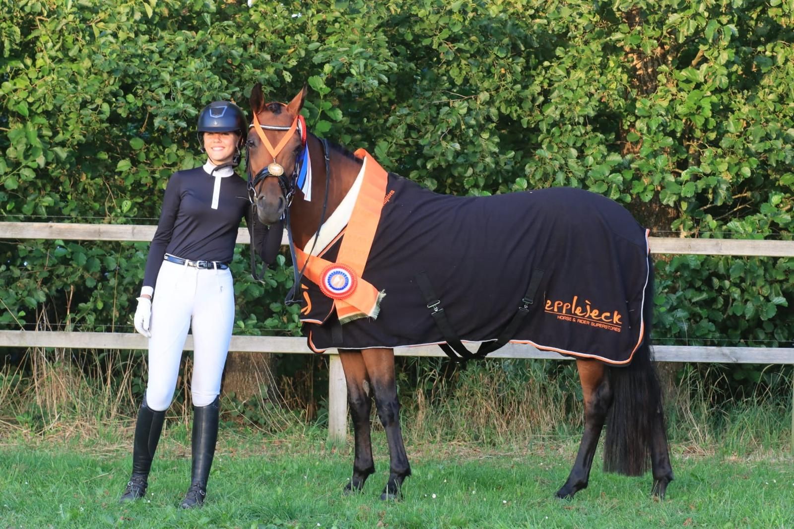 new-forest springpony merrie 7 years old bruin for sale - Photo 5