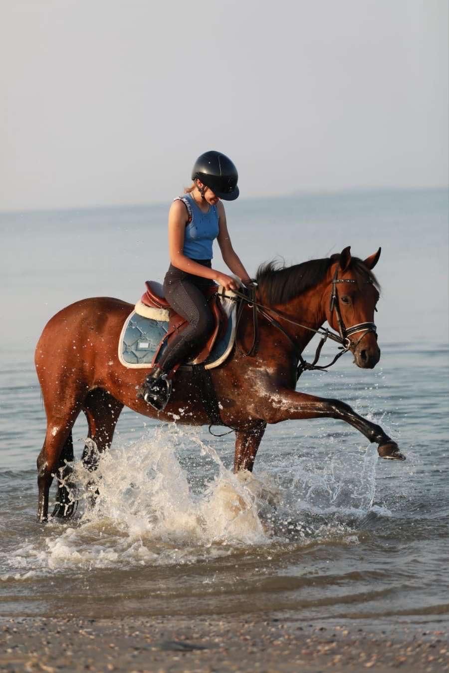 new-forest springpony merrie 7 years old bruin for sale - Photo 6
