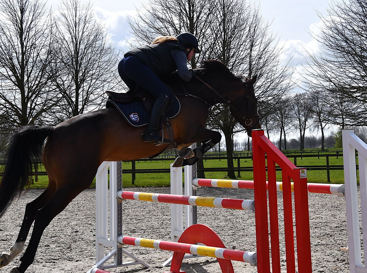 kwpn springpaard merrie 6 years old bruin for sale - Photo 3