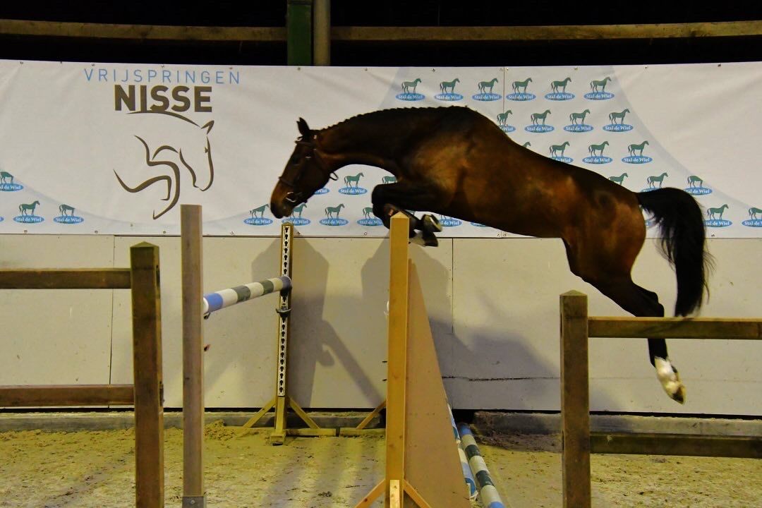 kwpn springpaard merrie 6 years old bruin for sale - Photo 4