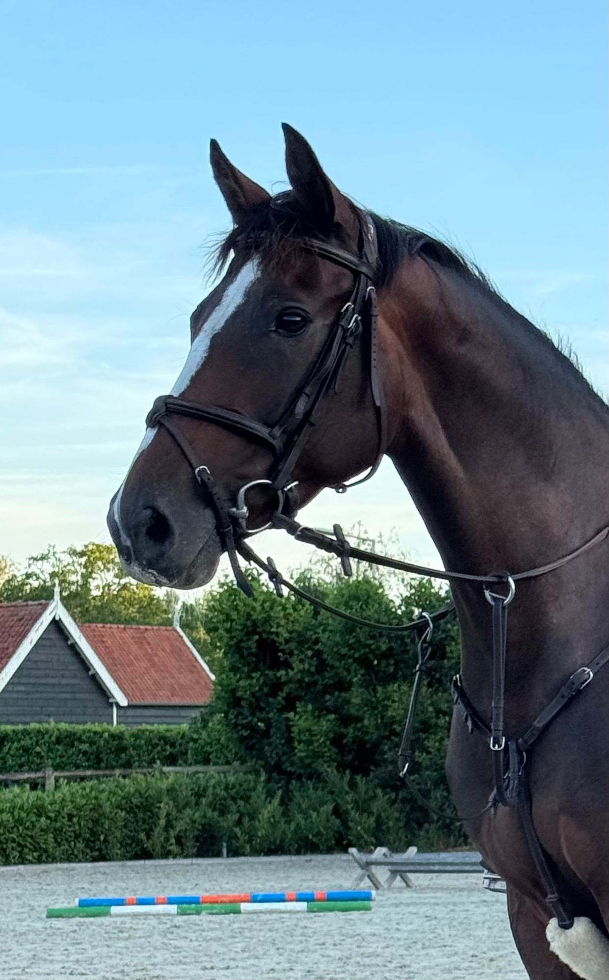 kwpn springpaard merrie 6 years old bruin for sale - Main photo