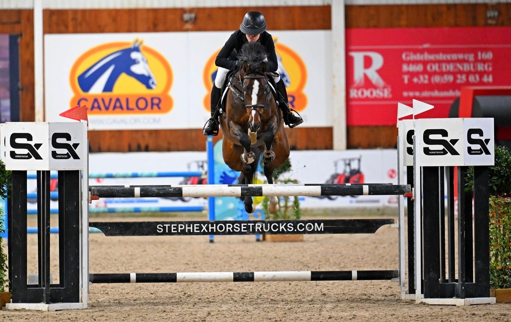 kwpn springpaard merrie 6 years old bruin for sale - Photo 2